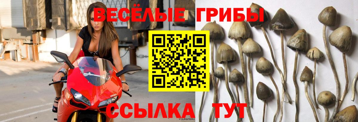 Галлюциногенные грибы Psilocybe  Вход с VPN  Назрань 